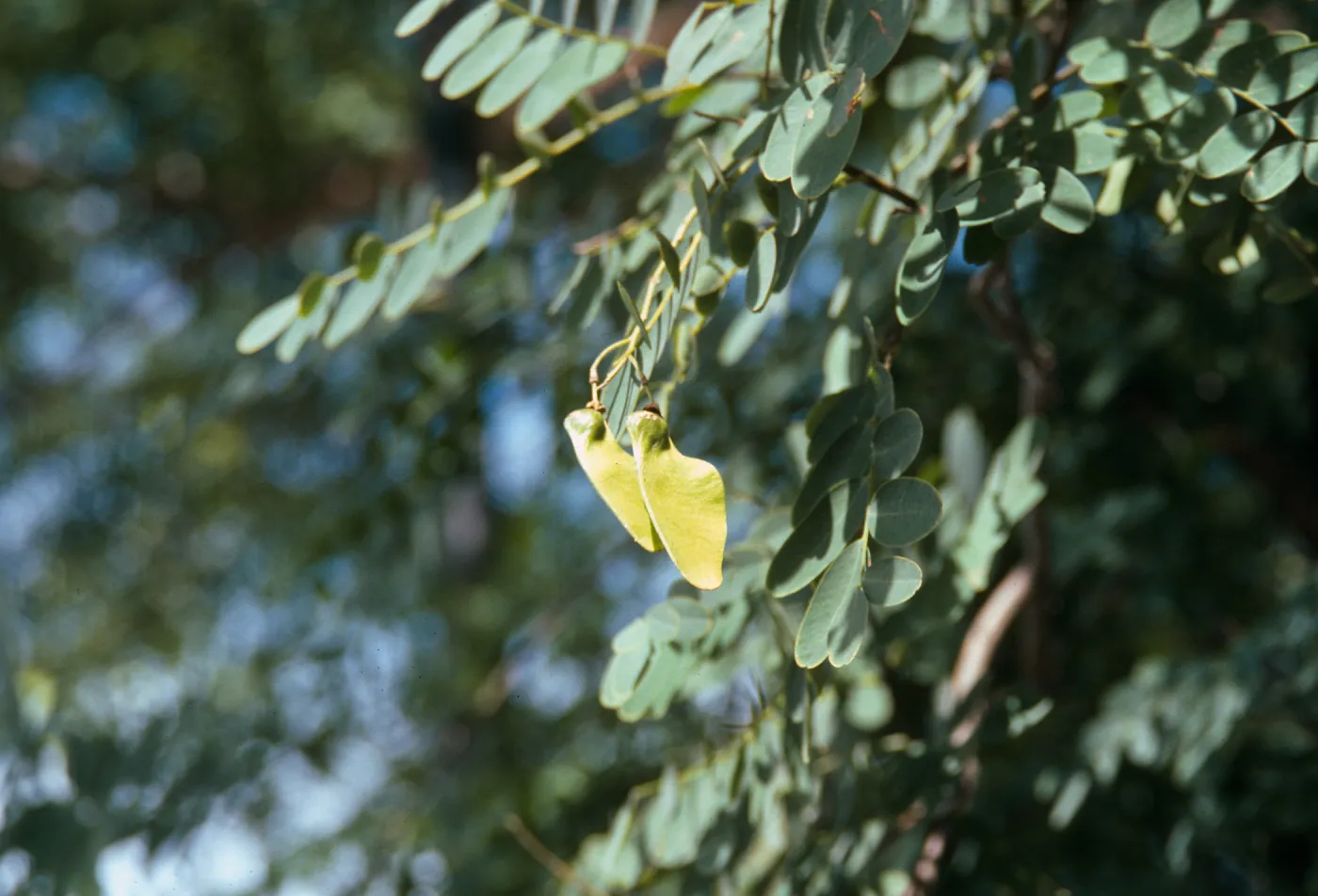 Tipuana Tipu, State Street near filling station