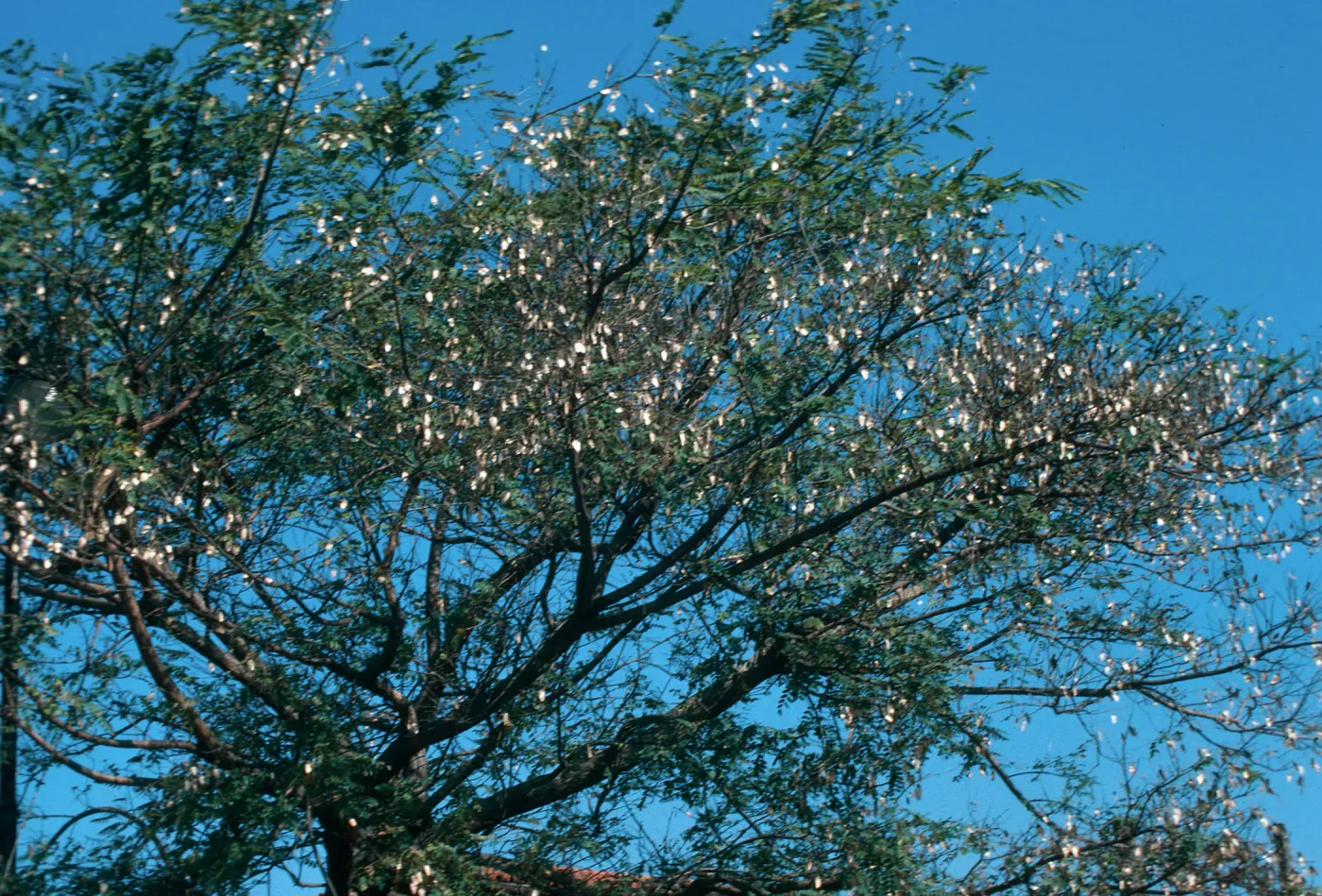 Tipuana Tipu, State Street