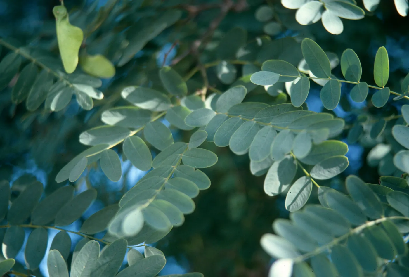 Tipuana Tipu, State Street