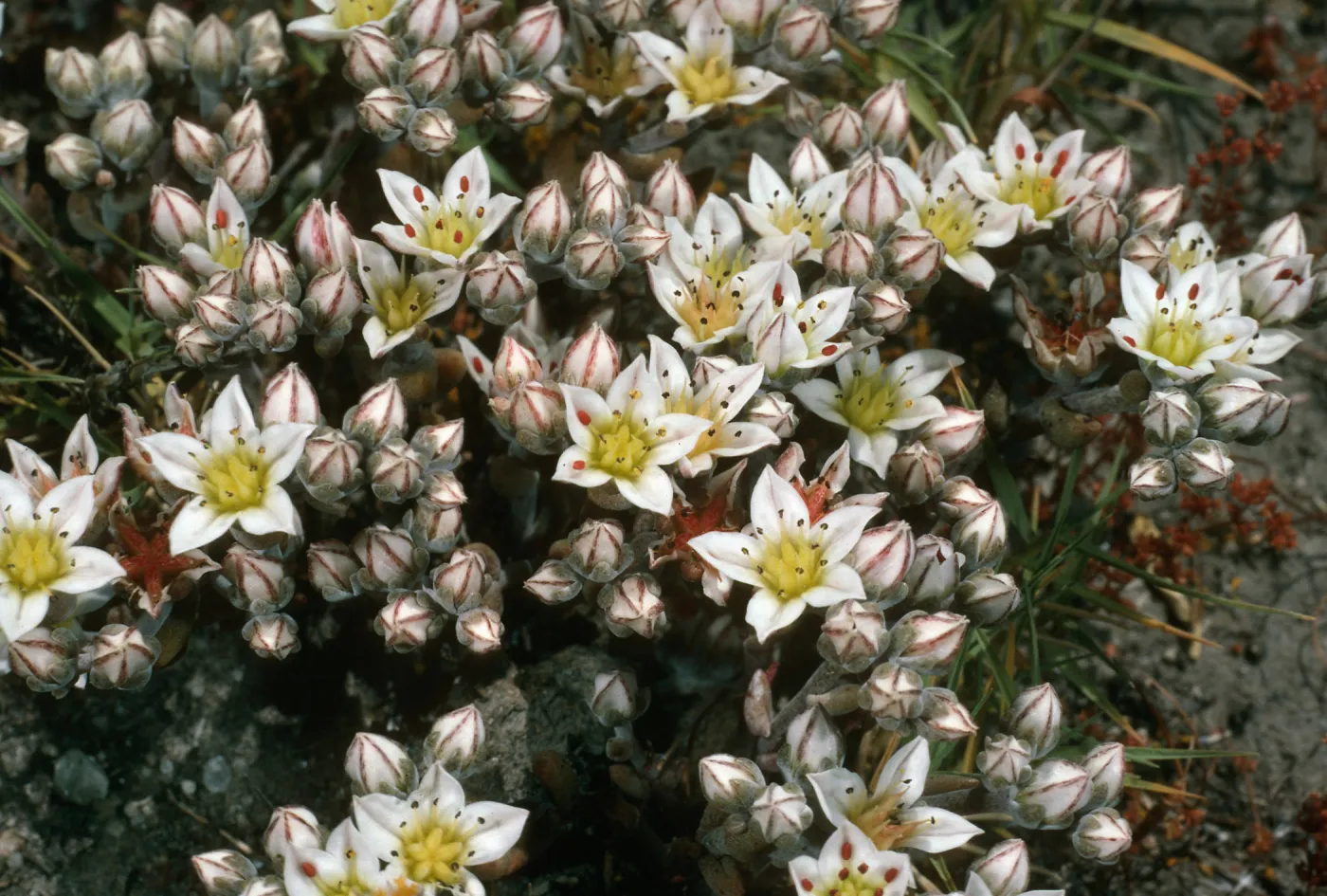 Dudleya blochmaniae insularis 