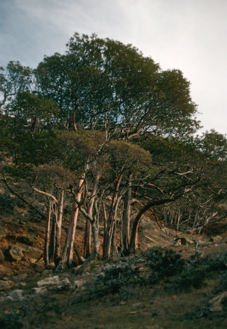 Lyonothamnus, canyon west of South Point Ridge