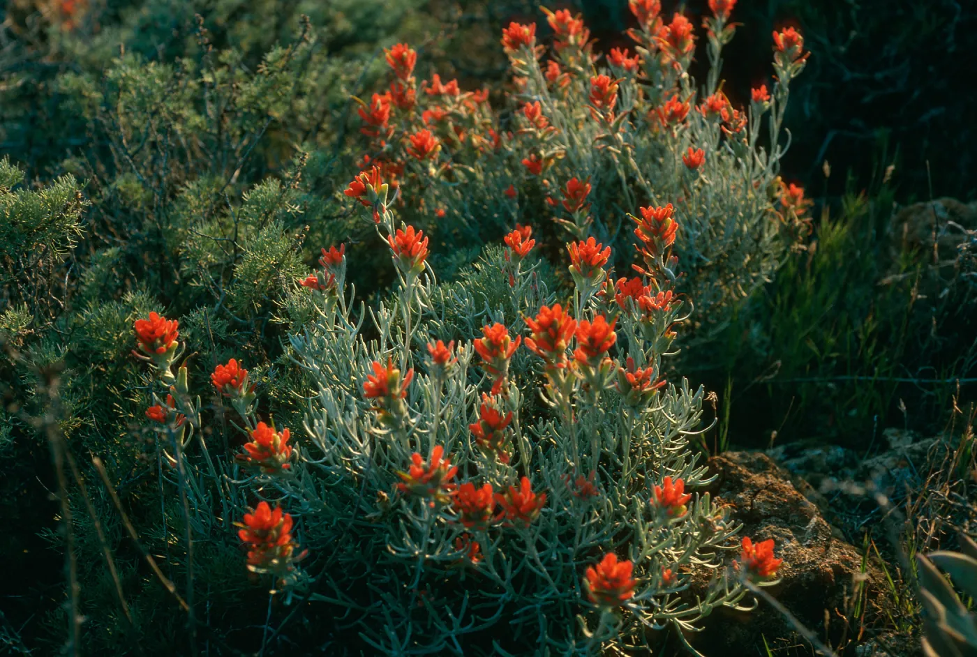 Castilleja hololeuca