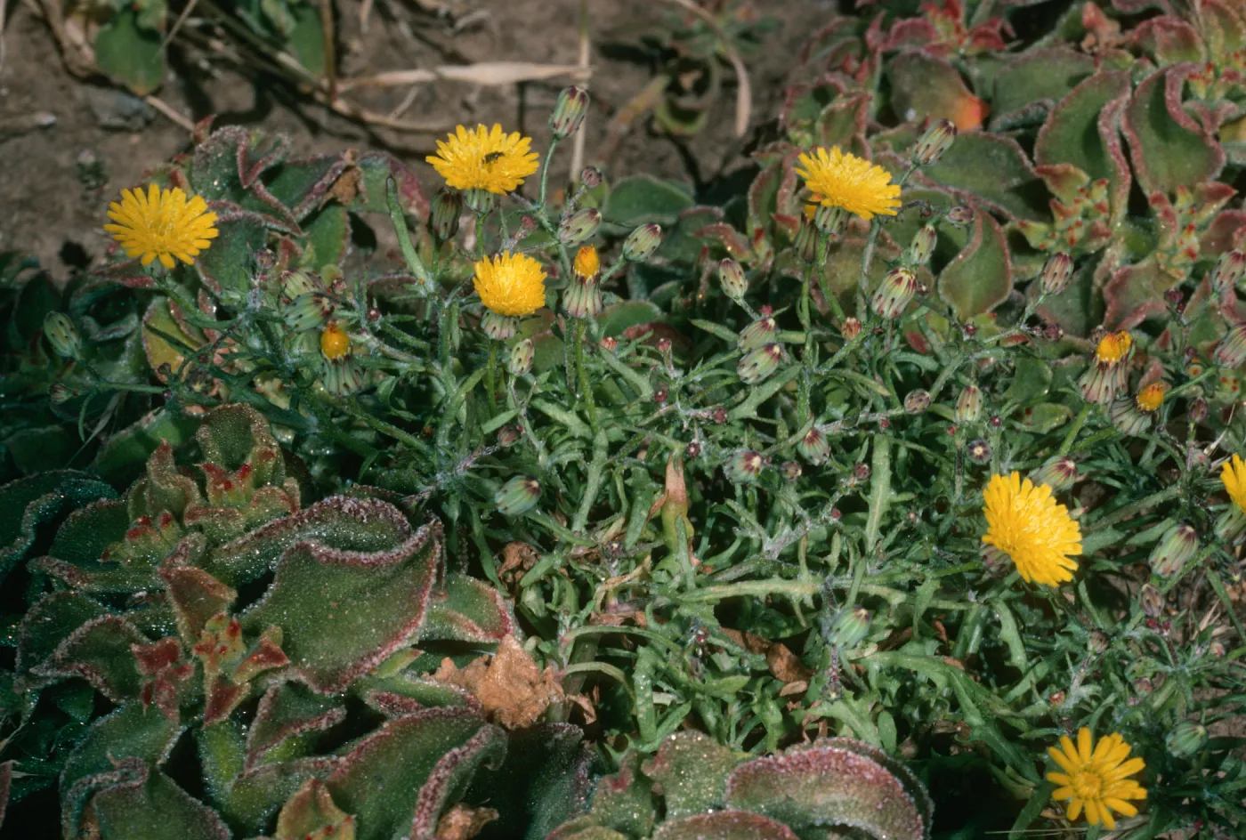 Malacothrix junakii