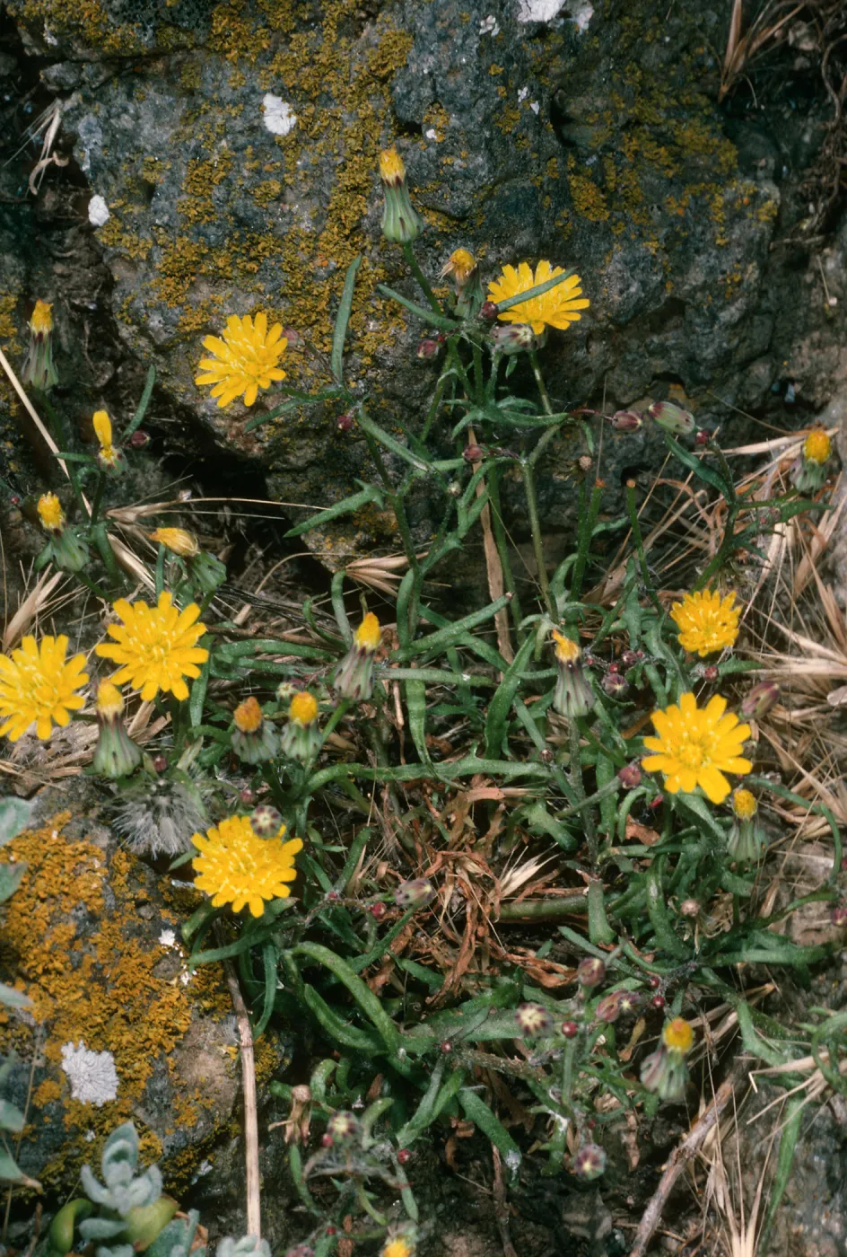 Malacothrix junakii