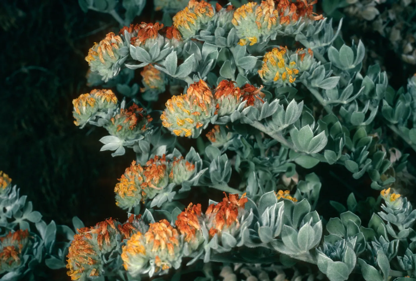 Lotus argophyllus niveus