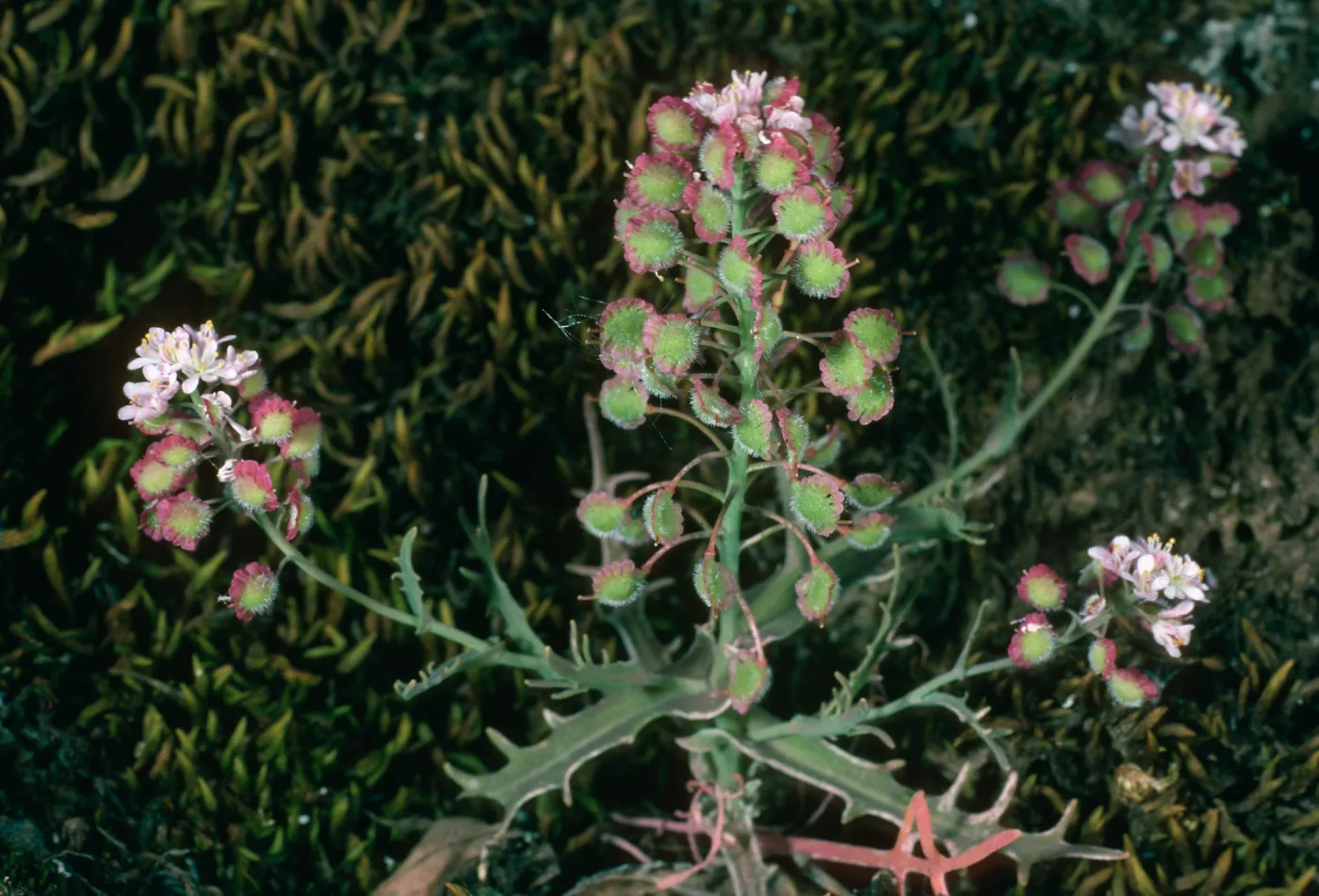 Thysanocarpus conchuliferus