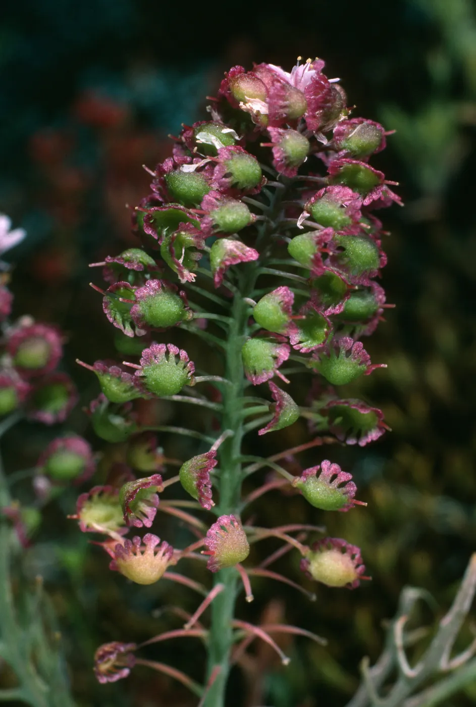 Thysanocarpus conchuliferus