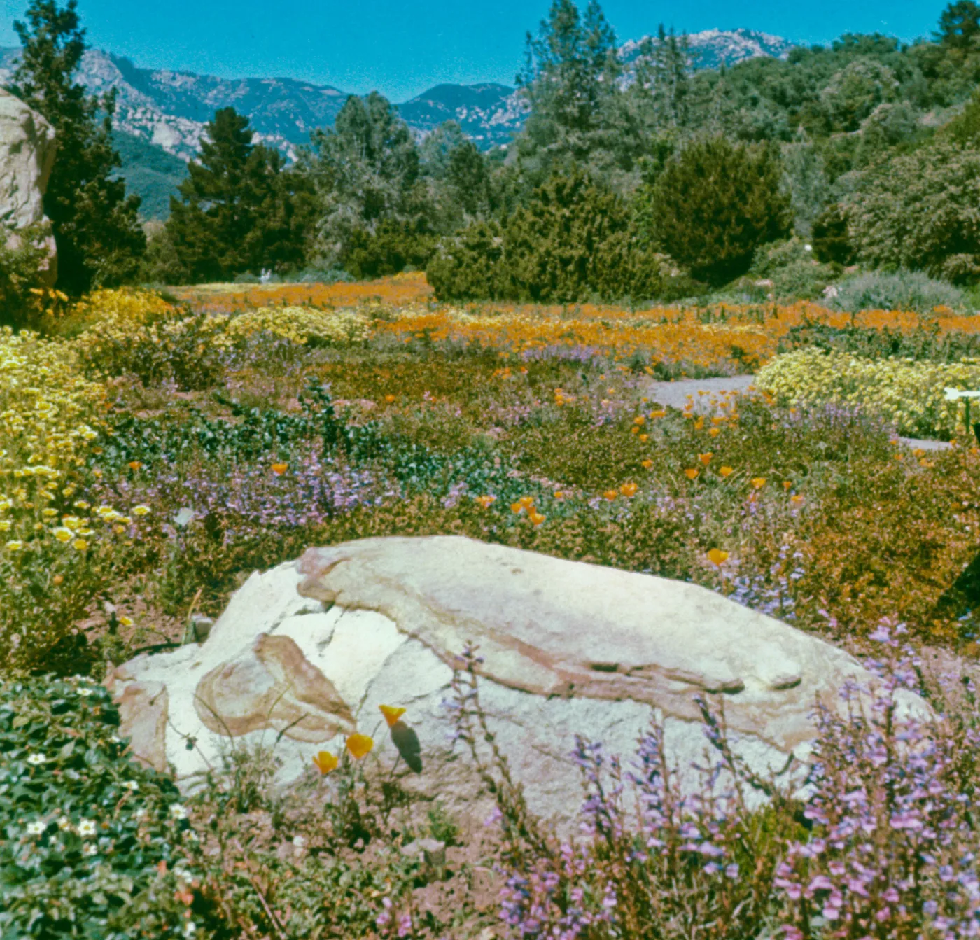 Meadow view (duplicate slide)