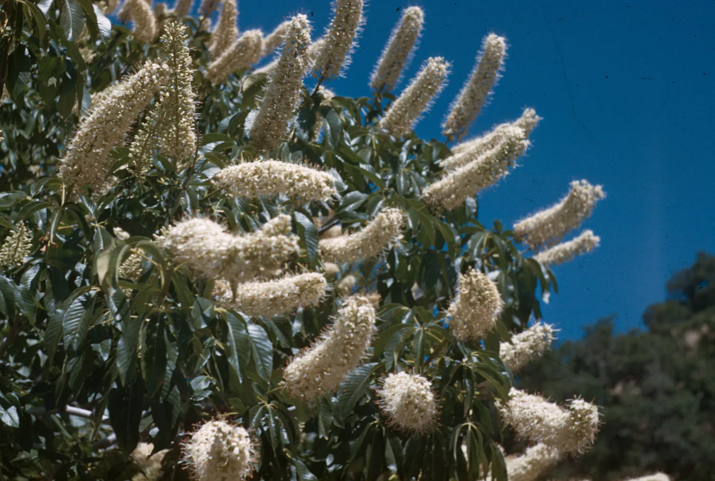 Aesculus, Sequoia, 3500’