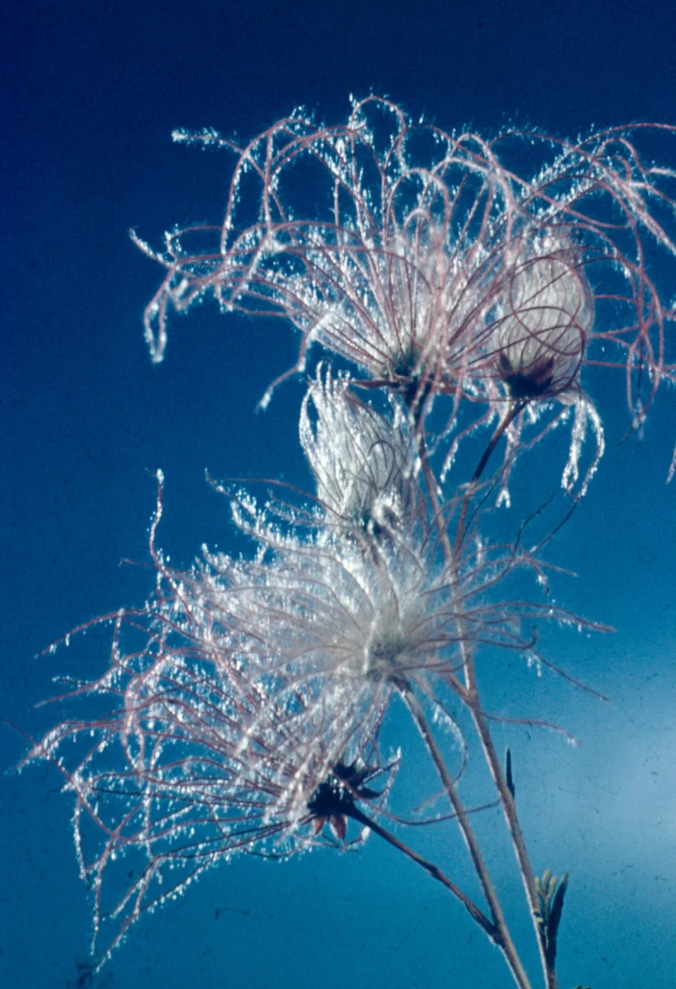 Fallugia paradoxa (duplicate slide)