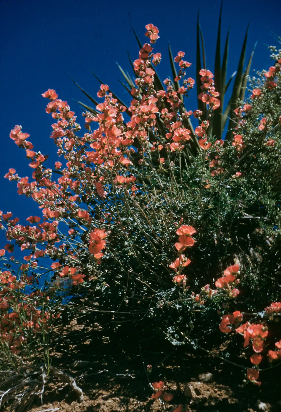 Sphaeralcea ambigua, Desert Mallow, Mountain Pass - California