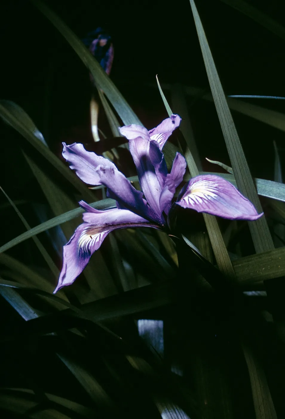 Iris Douglasiana, Santa Barbara Botanic Garden, M1391