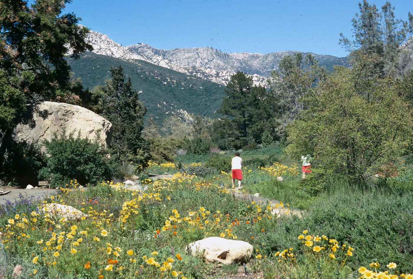 Meadow Section