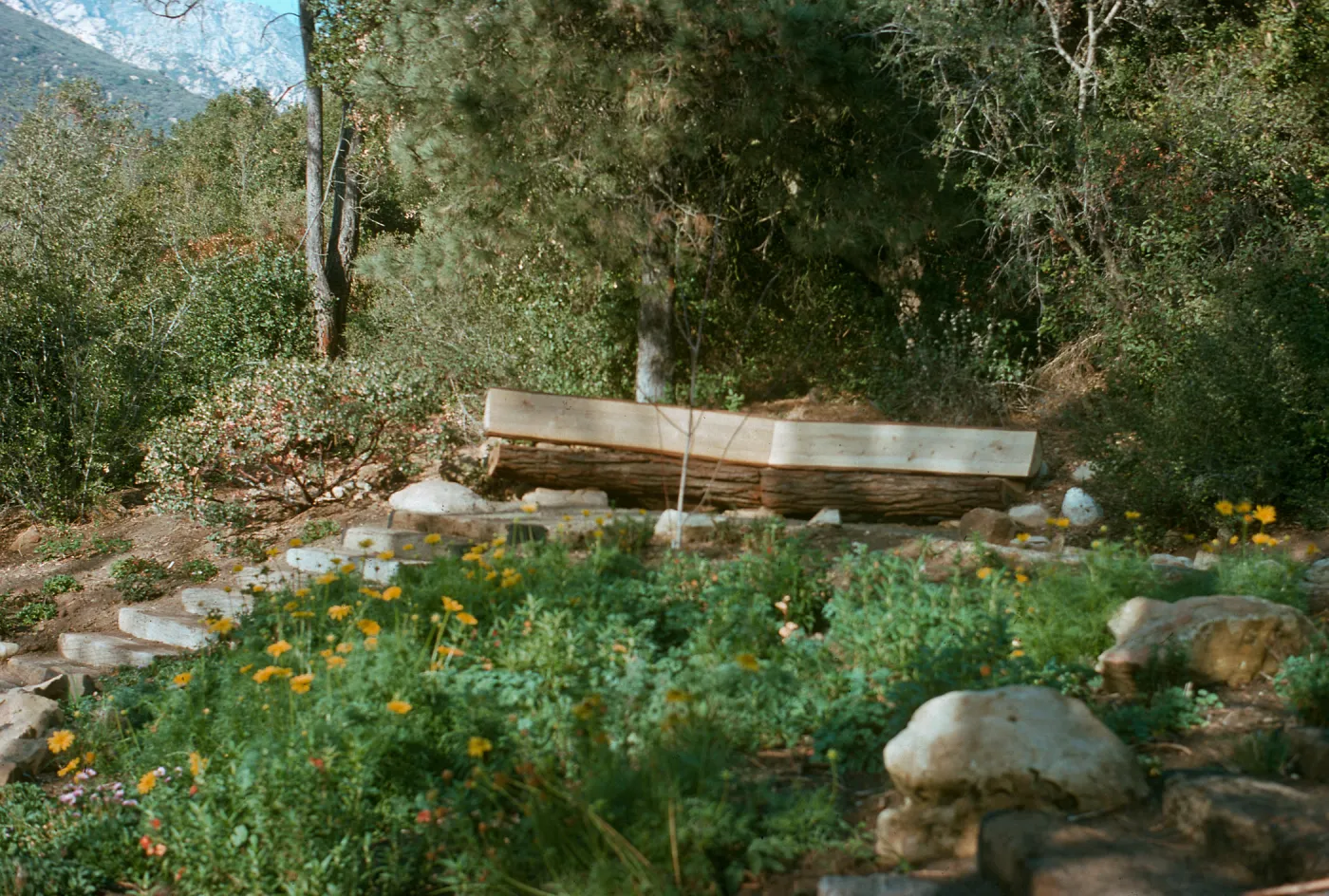 Meadow View Garden