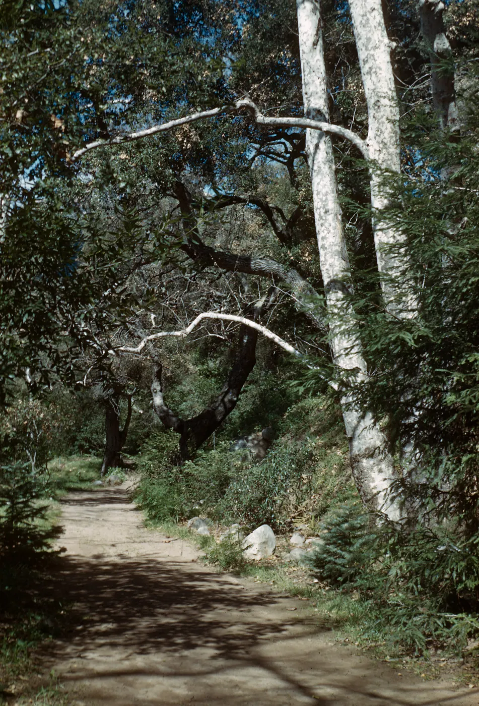 Sycamores, Canyon Trail