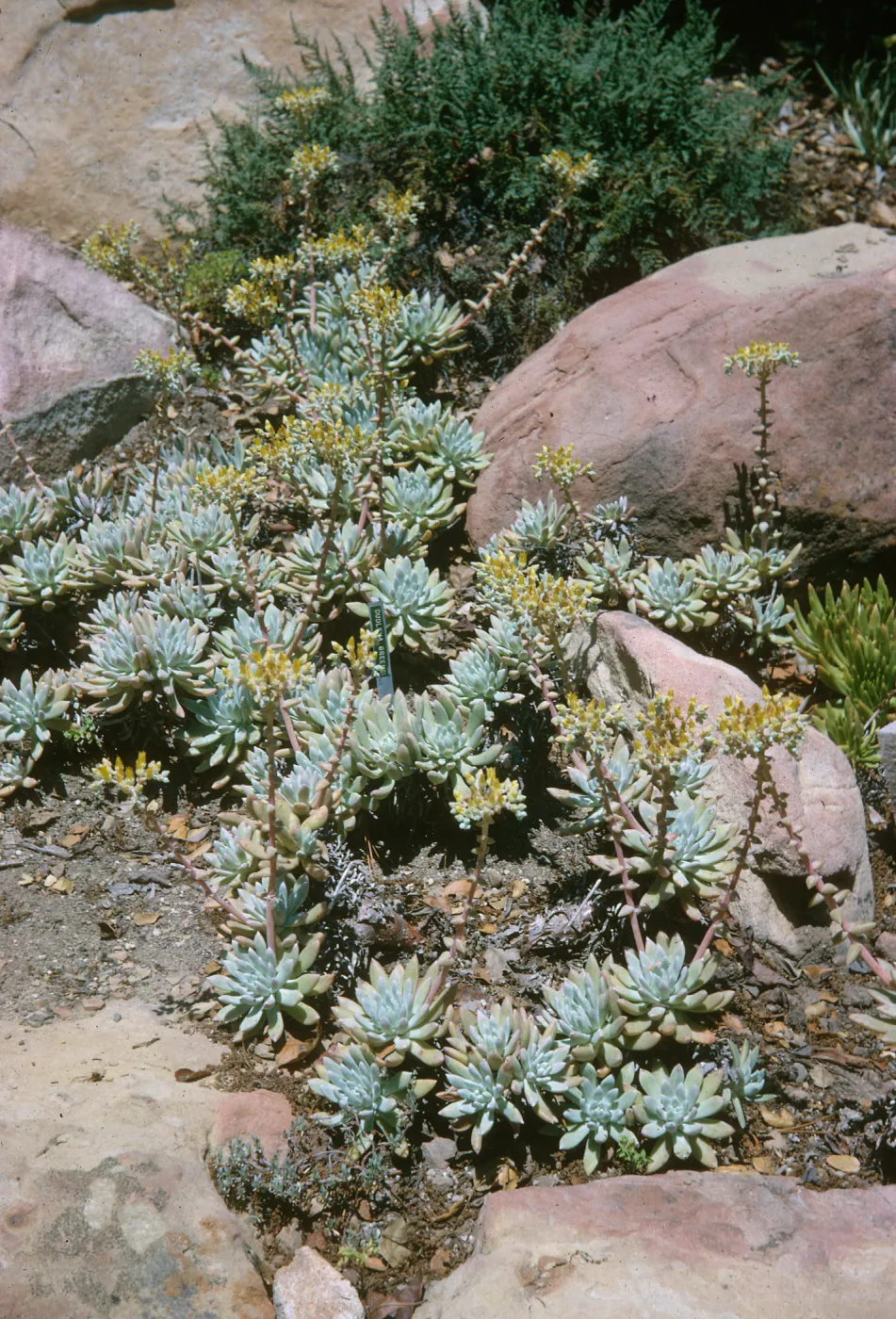 Dudleya Greenei