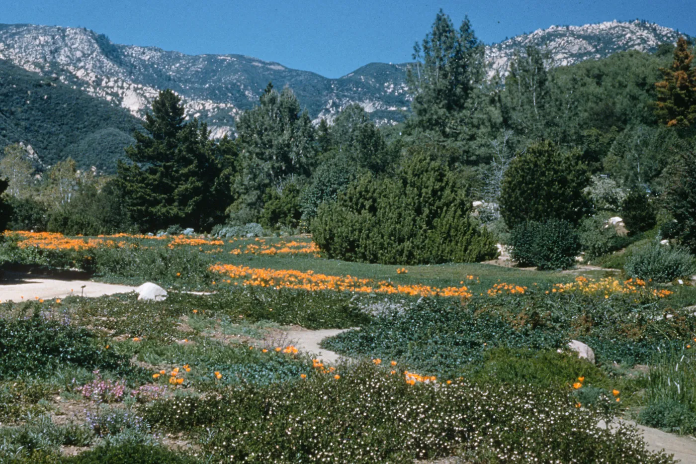 A field at the base of white mountains dotted with evergreen trees and patches of orange flowers. 