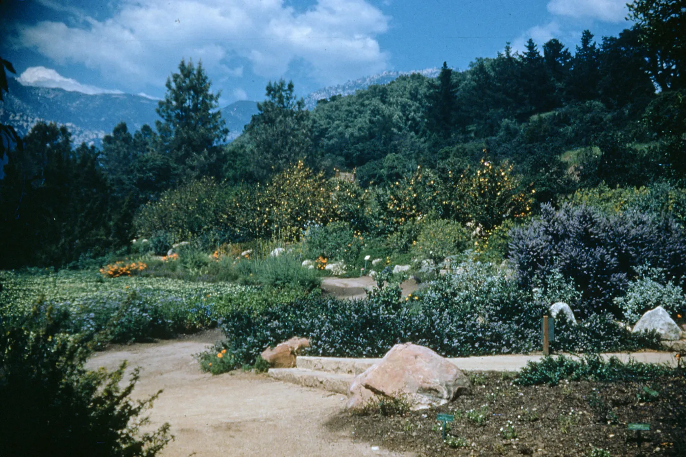 Meadow (Duplicate of SL_21903)