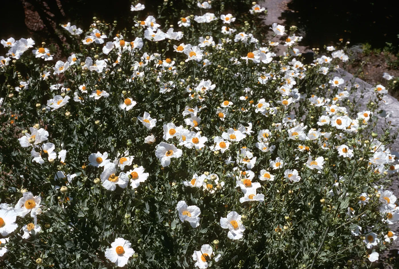 Romneya Coulteri, Tilden Botanic Garden