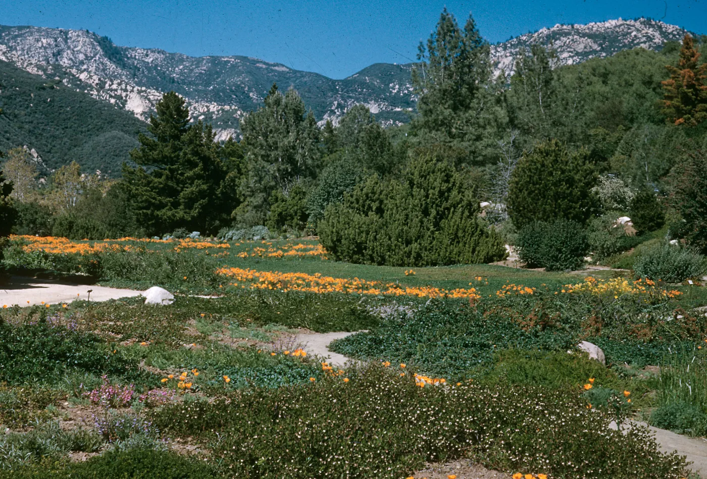 A field at the base of white mountains dotted with evergreen trees and patches of orange flowers. 