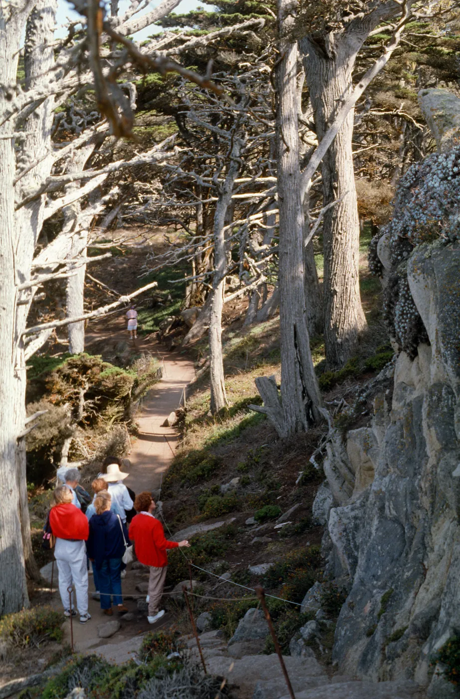 Docent field trip to Point Lobos with Mary Carroll