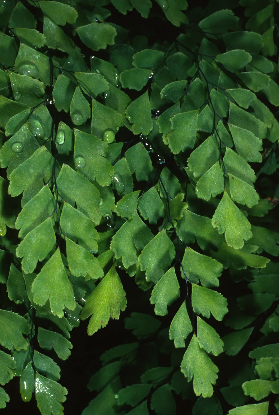 Adiantum capillus-veneris, Arroyo, SBBG