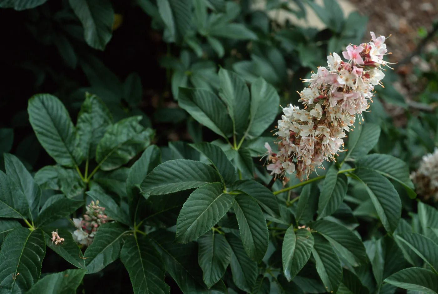 Adenostema fascicularus, E. of Isthmus, Catalina Island