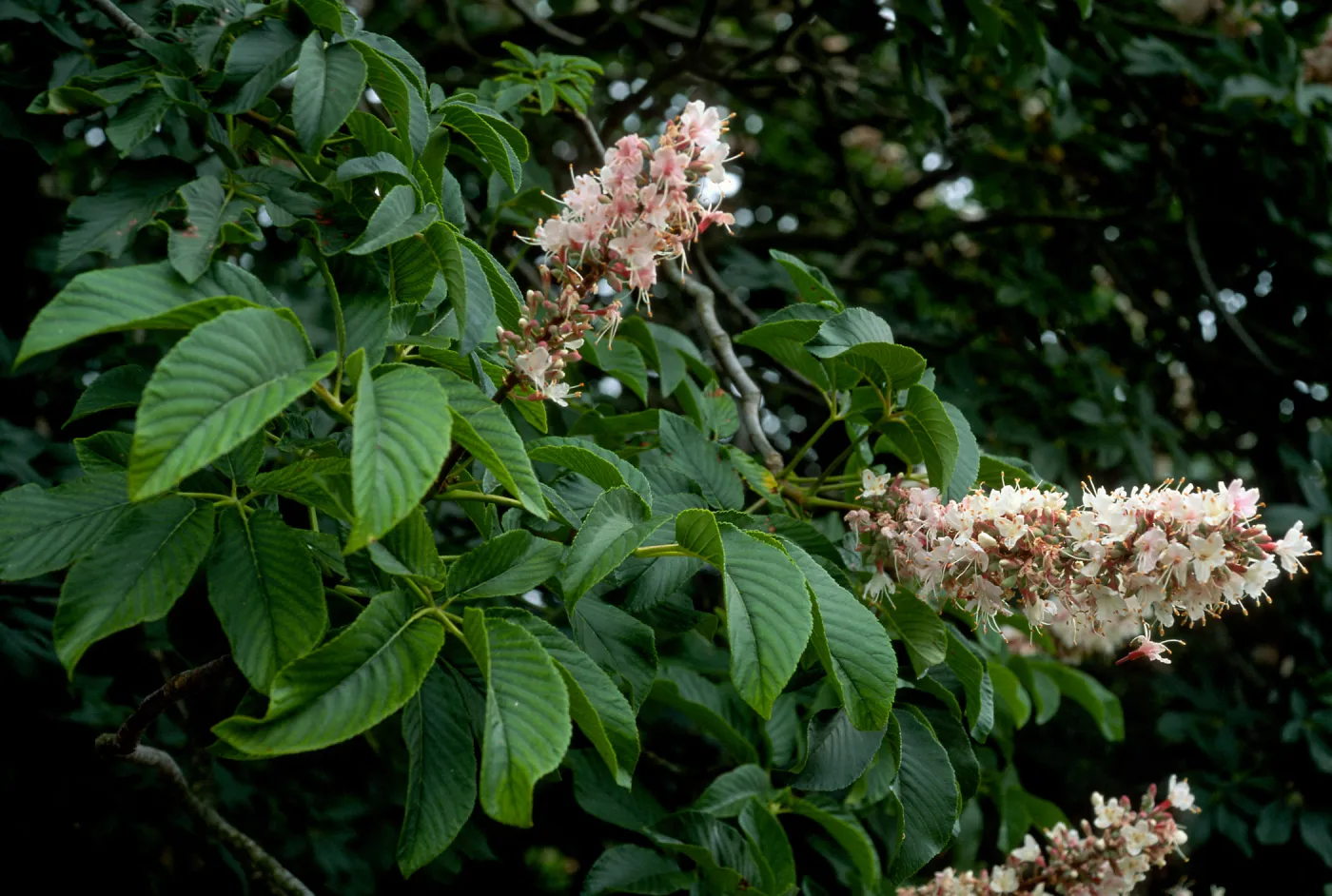 Aesculus californicus, SBBG