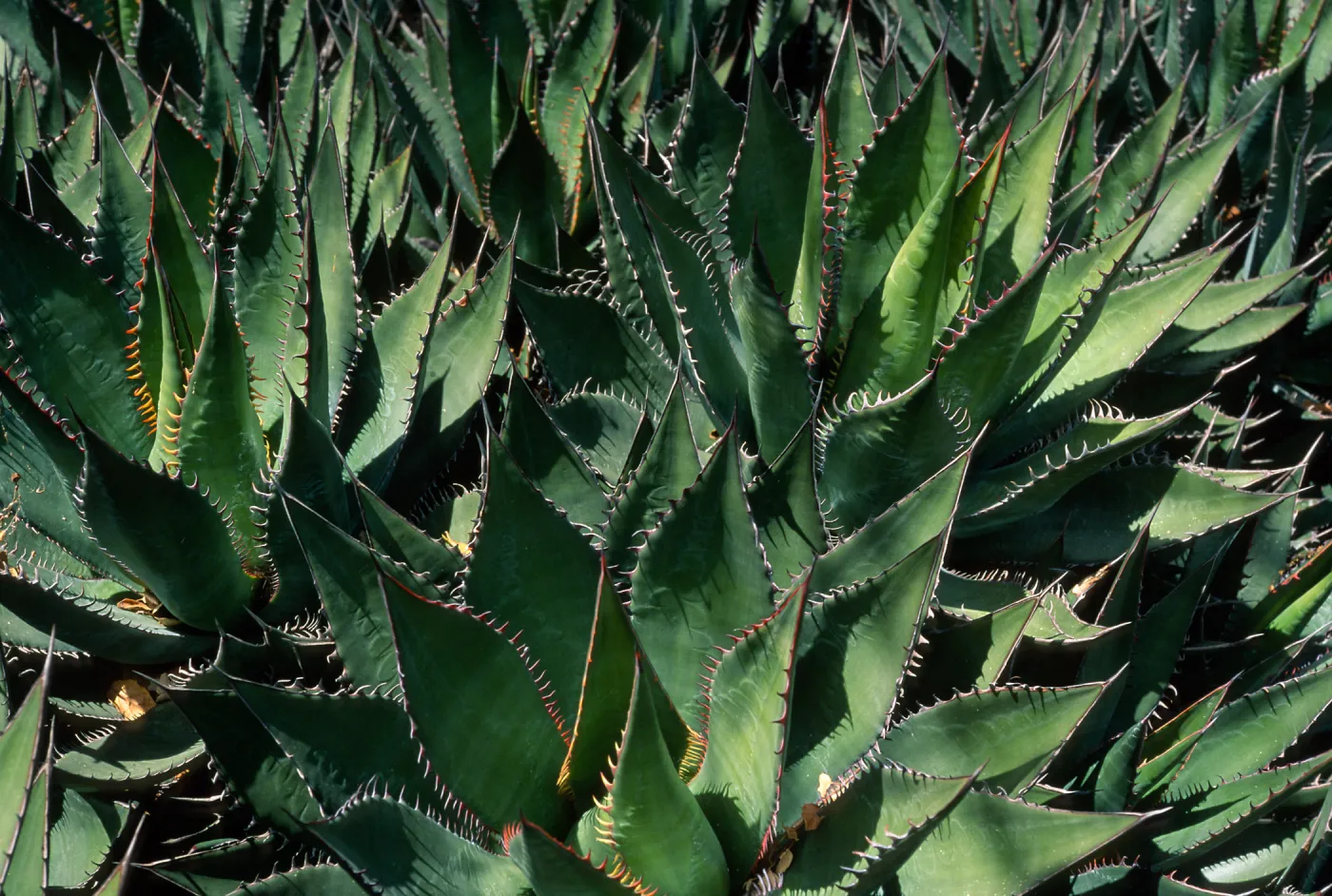 Agave shawii, desert section SBBG
