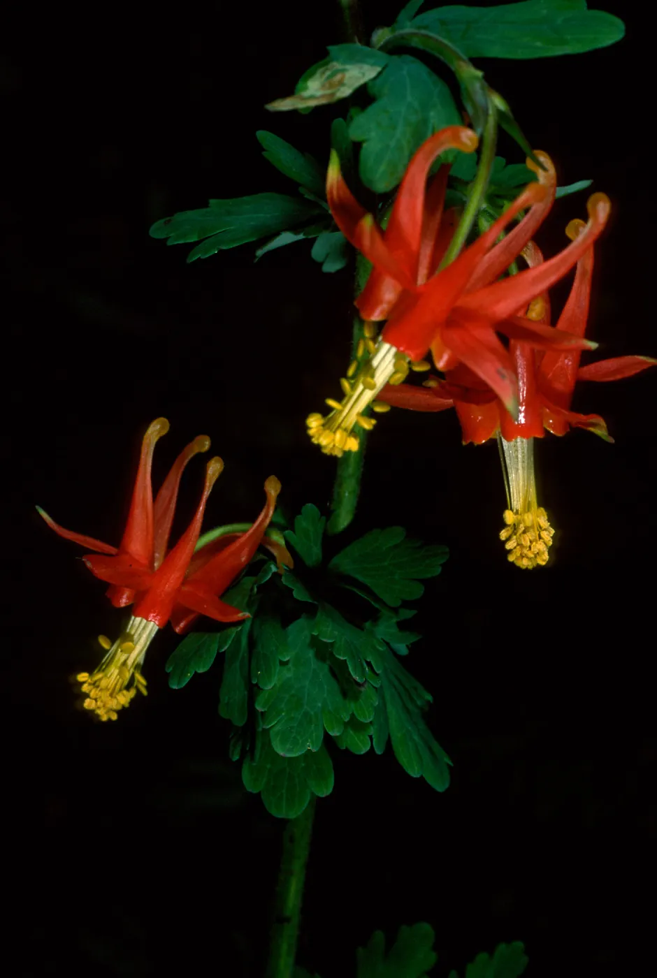 Aquilegia, SBBG