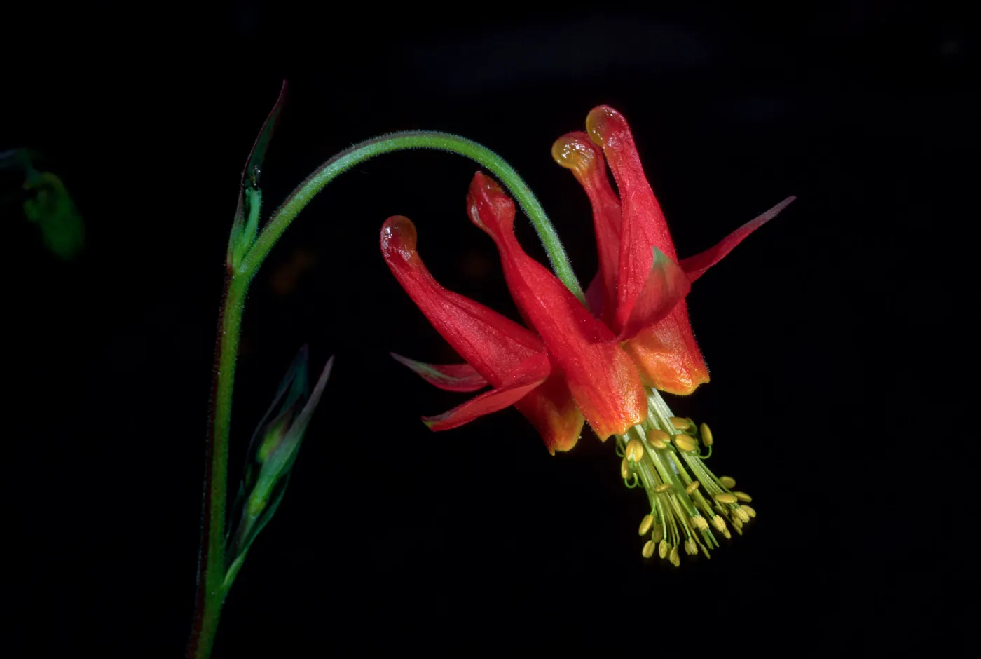 Aquilegia, SBBG
