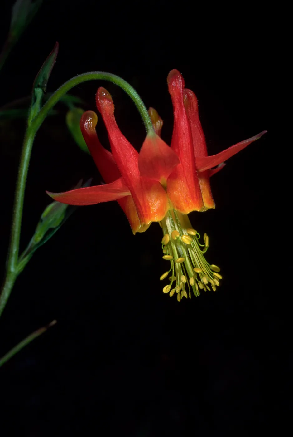 Aquilegia, SBBG