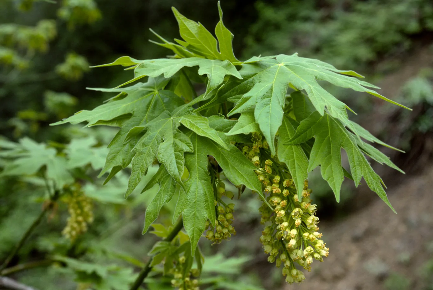 Acer macrophyllum, W. fork of Cold Springs trail, Santa Ynez Mtns.