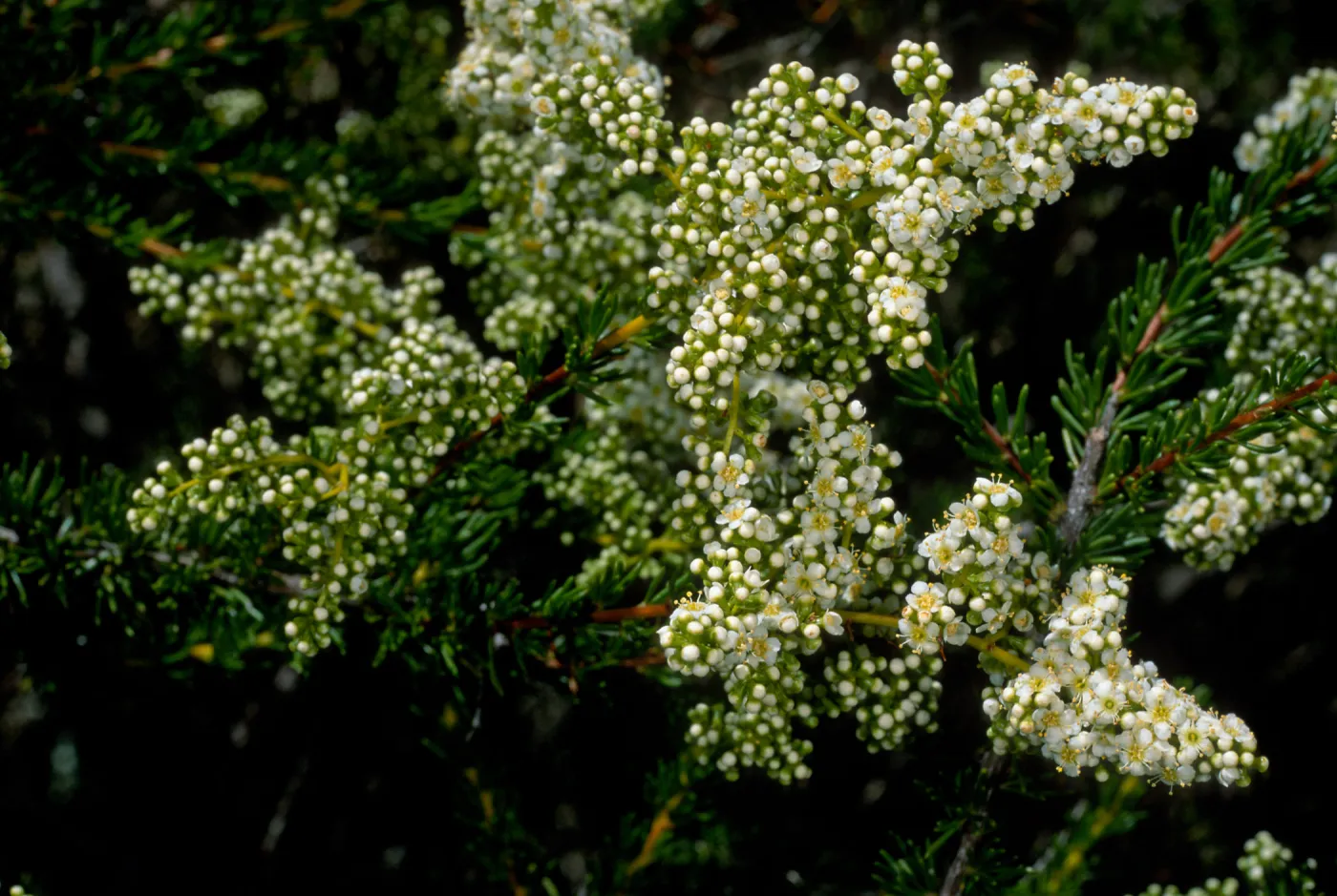 Adenostema fasciculatum, E. of Isthmus, Catalina Island