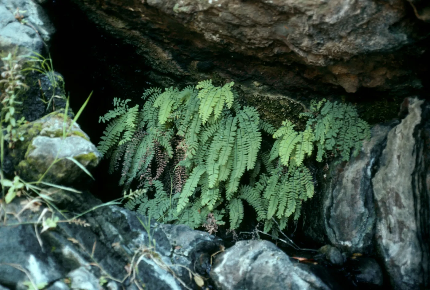Adiantum aleuticum, canyon E. of Lagunitas Secas, Santa Cruz Island