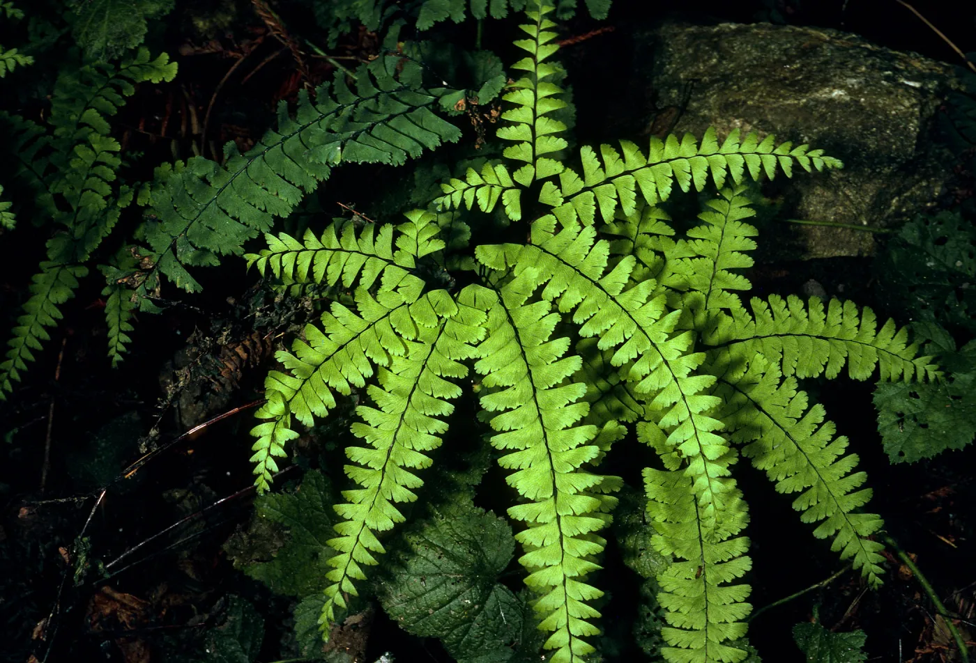 Adiantum aleuticum, Big Creek Reserve, Monterey Co.