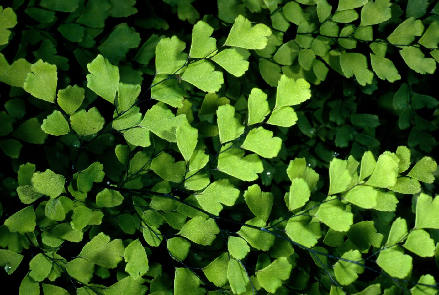 Adiantum capillus-veneris, Arroyo SBBG