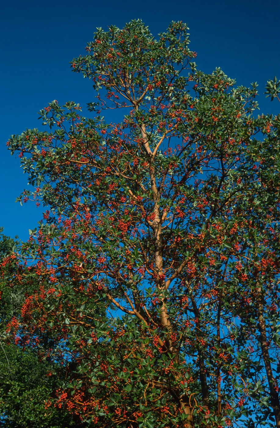 Arbutus menziesii, Reagan Ranch, Refugio Cyn.