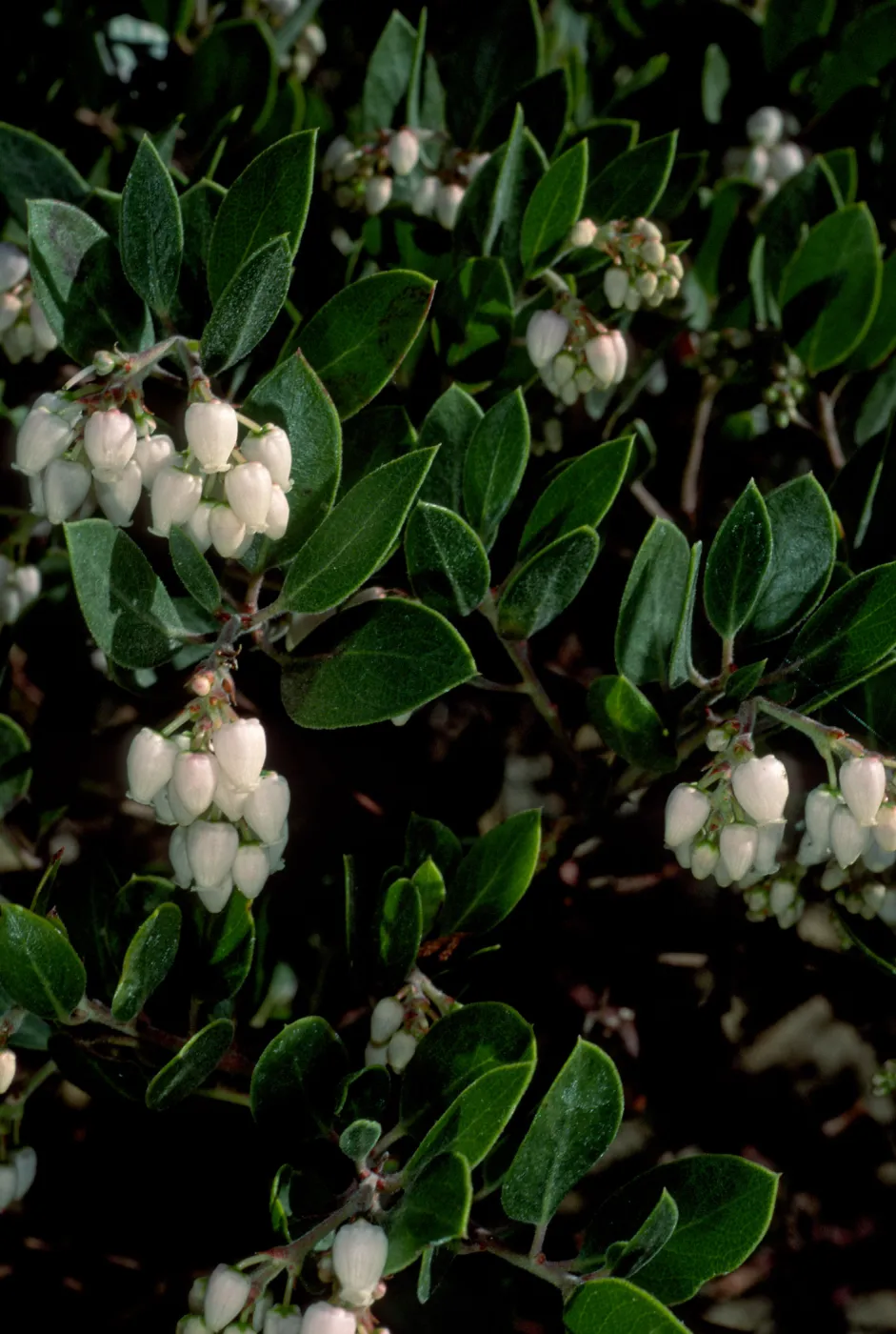 Arctostaphylos hookeri hearstiorum, SBBG