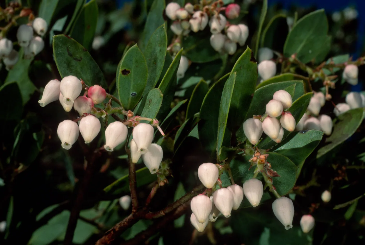 Arctostaphylos manzanita, SBBG