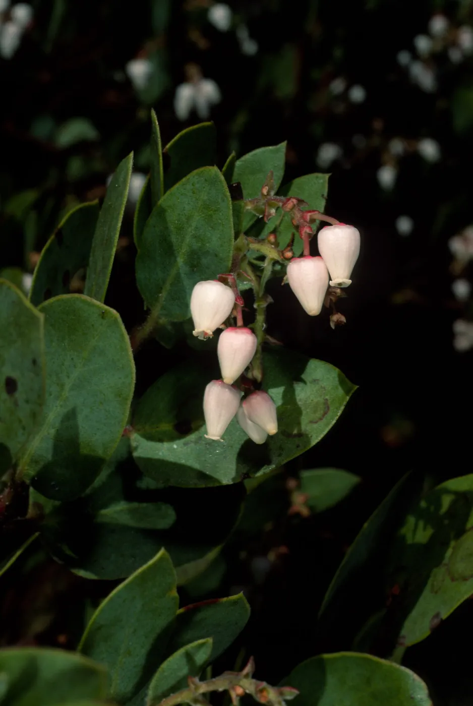 Arctostaphylos manzanita, SBBG