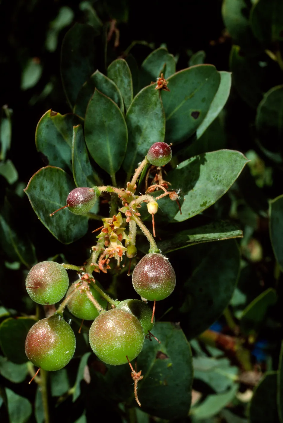 Arctostaphylos glauca, SBBG