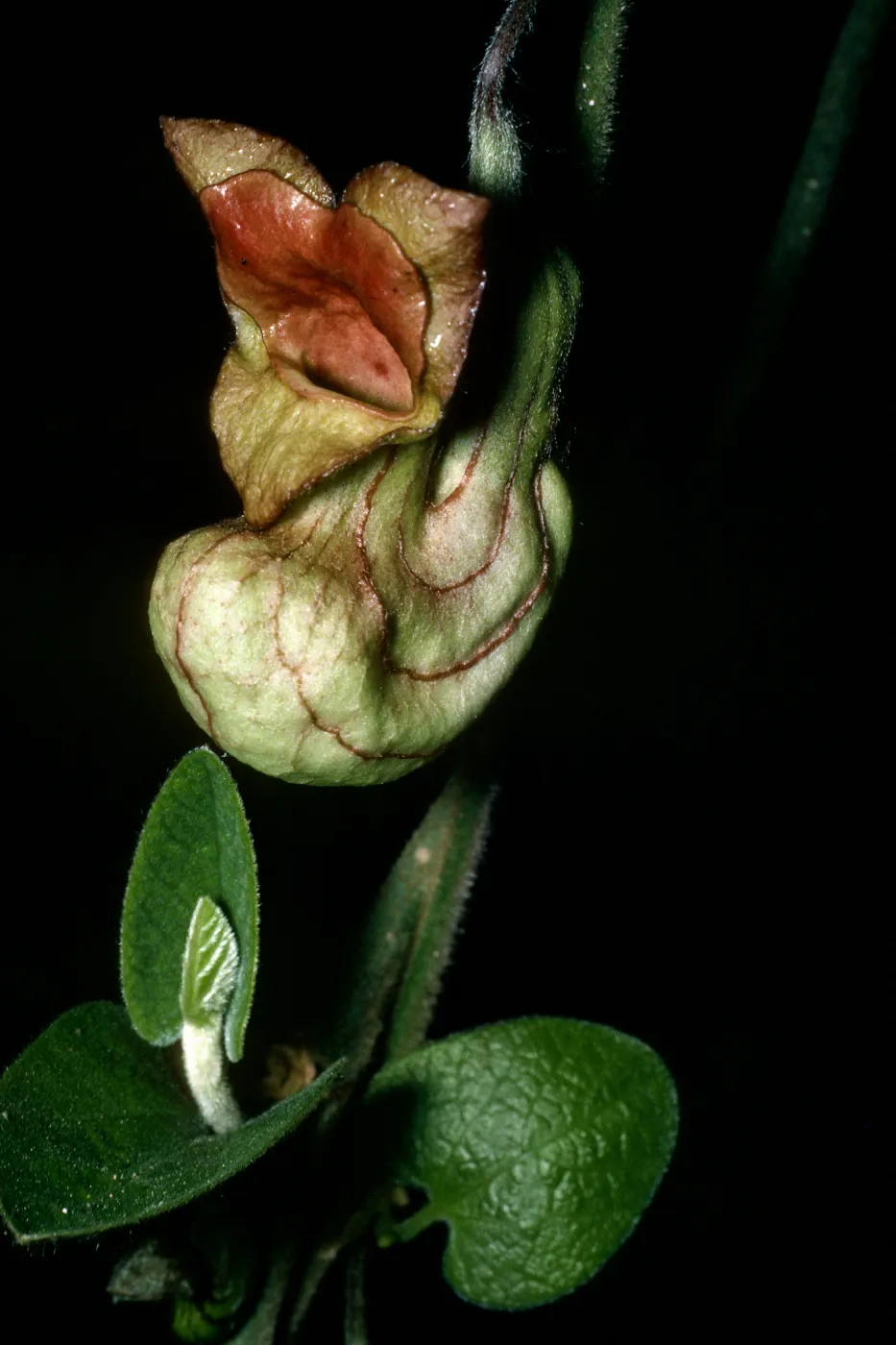 Aristolochia california, Campbell trail SBBG