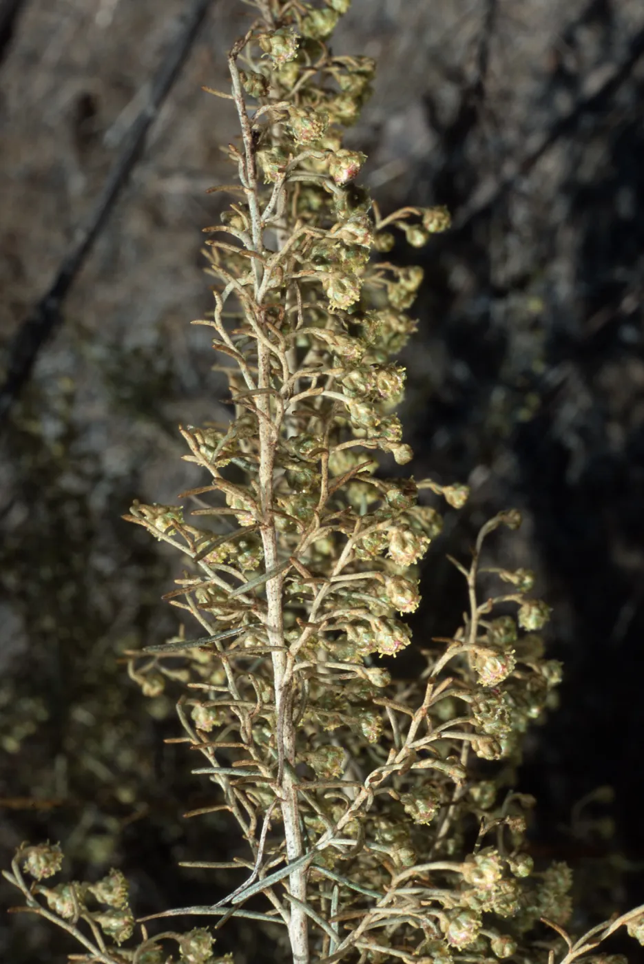 Artemesia californica, Skull Canyon