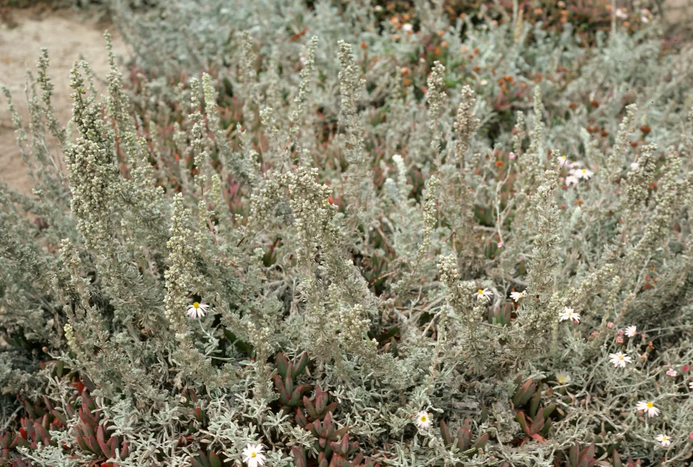 Artemesia pycnocephala, Pt. Lobos