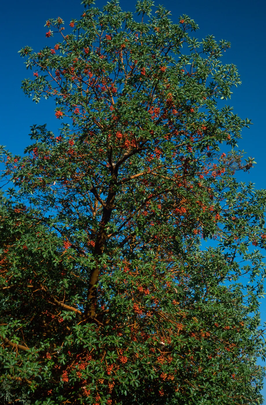 Arbutus menziesii, Reagan Ranch