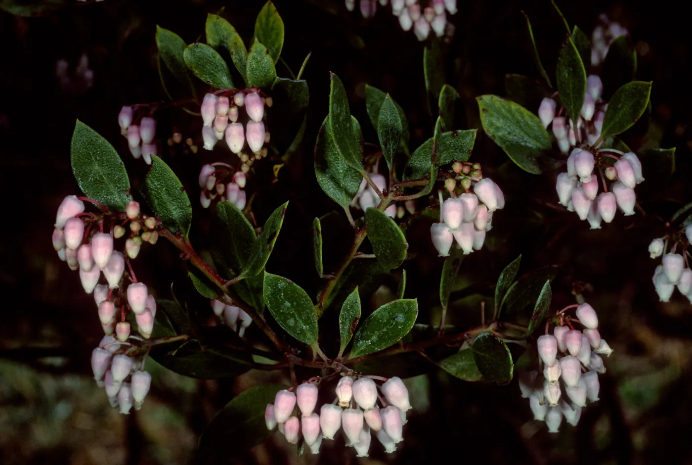 Arctostaphylos densiflorus Howard McMinn, SBBG