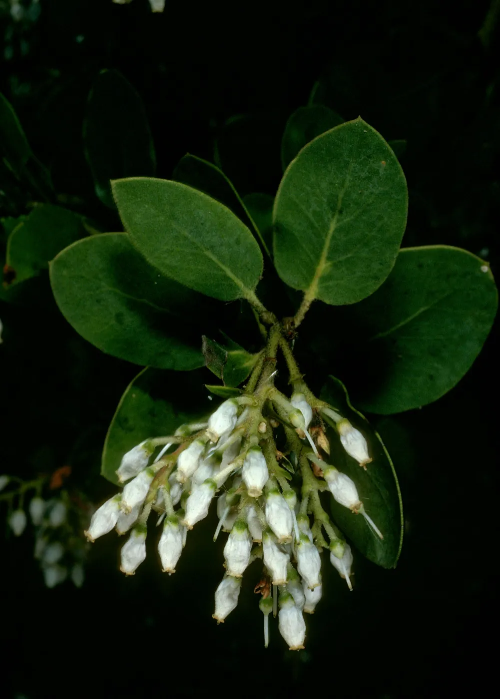 Arctostaphylos glauca, West Camino Cielo