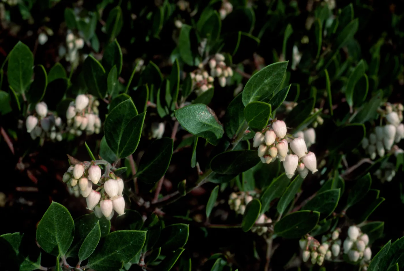 Arctostaphylos hookeri hearstiorum, SBBG