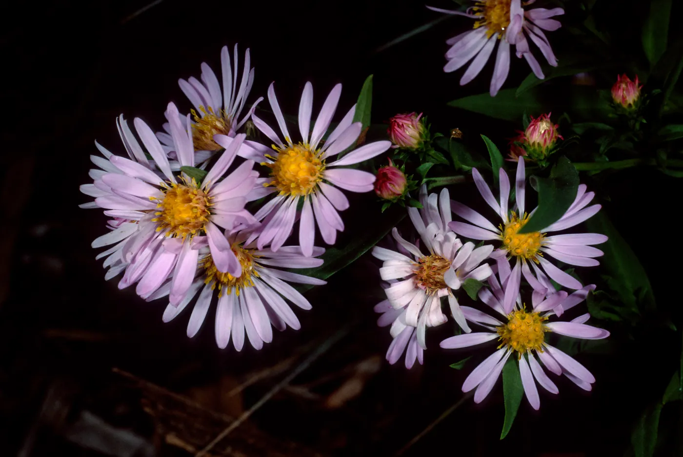 Aster chilensis, SBBG